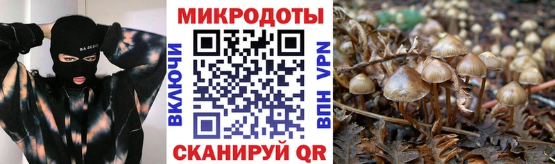 Купить  Сельцо  Псилоцибиновые грибы Magic Shrooms 